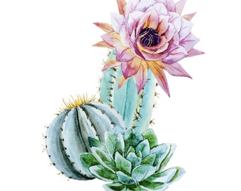 May include: Watercolor painting of a pink cactus flower with green cactus stems and a blue and green succulent.