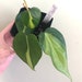 bgrooms128 reviewed Philodendron hederaceum 'Brasil' starts