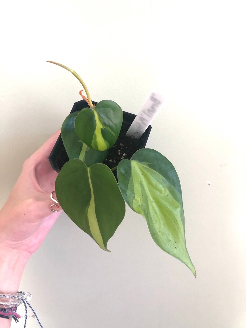 Philodendron hederaceum 'Brasil' starts image 0