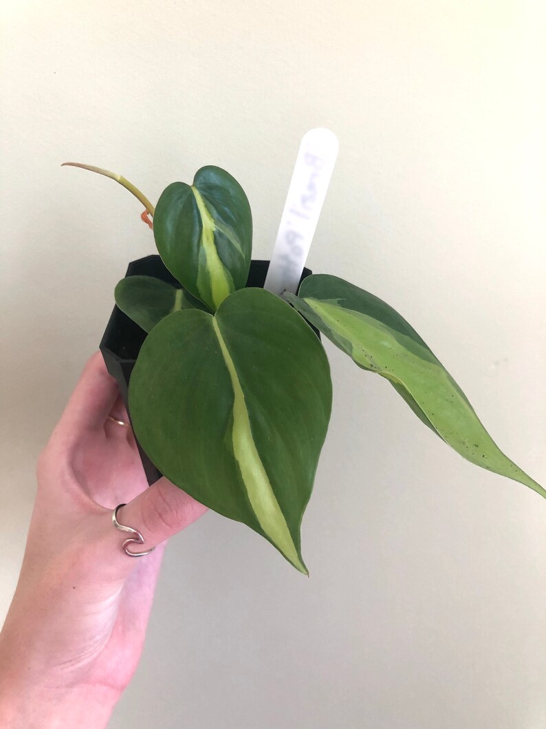 Philodendron hederaceum 'Brasil' starts image 1