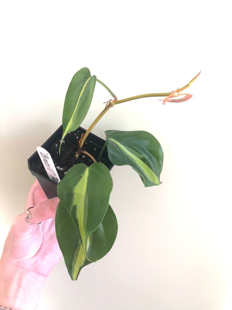 Philodendron hederaceum 'Brasil' starts image 2