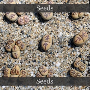 Lithops cv &#39;Zorro&#39; ex Ed Storms - seeds