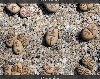 Lithops Lebensart 'Zorro' von Ed Storms - samen