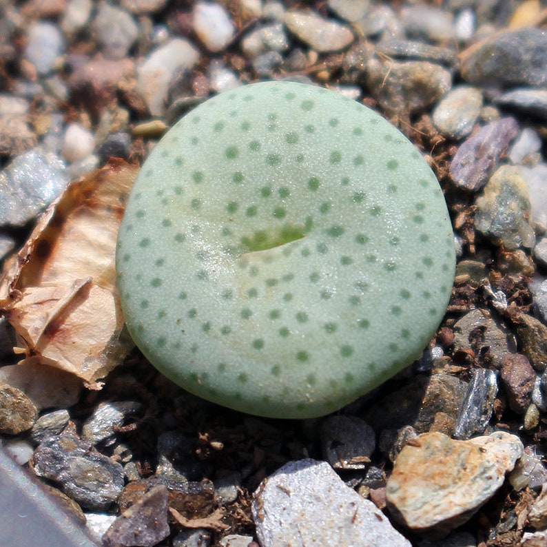 Plant: Conophytum jucundum ruschii image 2