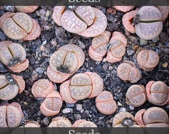 Lithops marmorata 'Pinkish' - graines