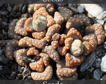 Titanopsis hugo-schlechteri - seeds