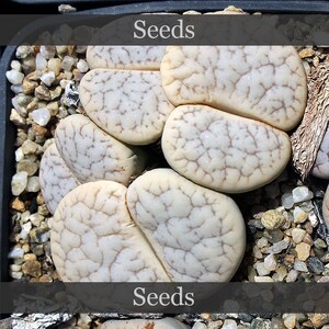Lithops gracilidelineata - Etsy 日本
