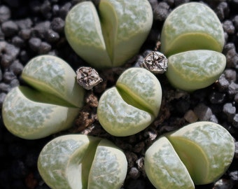 Plant: Lithops helmutii C271