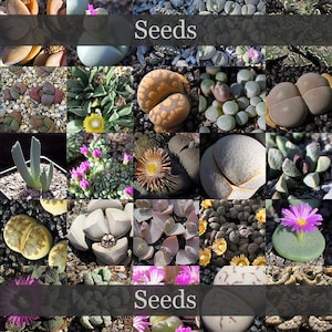 May include: A collage of images showing different types of seeds. The images are arranged in a grid pattern and each image shows a close-up of the seeds. The title "Seeds" appears twice in the image.