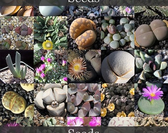 Mega Mesemb Mix - semillas