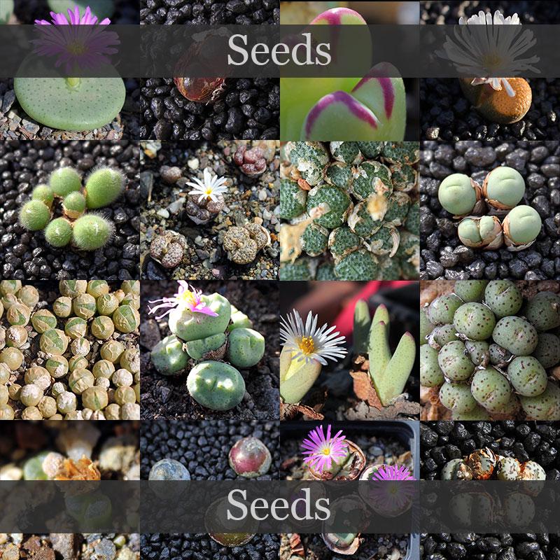 Conophytum pageae - Etsy 日本