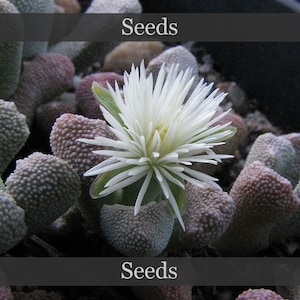 May include: A close-up of a flowering succulent plant with a white, star-shaped bloom. The plant has textured, rounded leaves in shades of green, purple, and brown. The word "Seeds" is displayed in white text on a black banner.