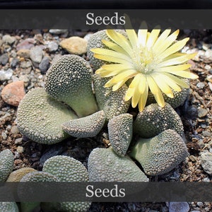 Puede incluir: Primer plano de un grupo de pequeñas plantas suculentas verdes con una flor amarilla en el centro. Las plantas tienen una textura abultada y crecen en un lecho de grava. El texto "Seeds" aparece dos veces en la imagen.
