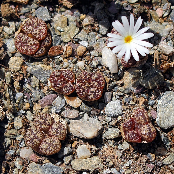 Plant: Conophytum pellucidum aff neohallii