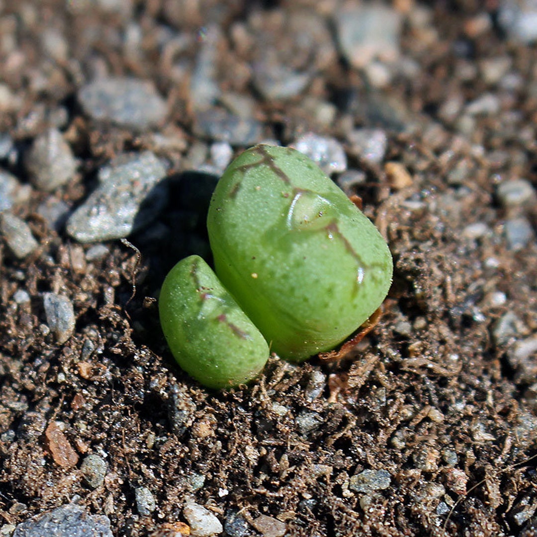 Pflanze Conophytum violaciflorum Etsy.de