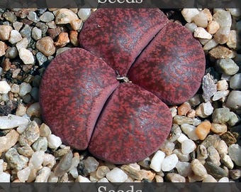 Lithopse Sorte 'Fred's Redhead' - Samen