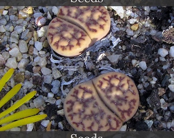 Lithops bromfieldii menellii C044 - graines