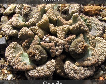 Titanopsis Calcarea: Trucchi E Segreti Per Prendersi Cura Di Questa Pianta Grassa - Foto 8