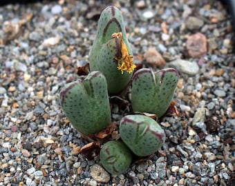 植物-1- コノフィツム・ヤングイ - Etsy 日本