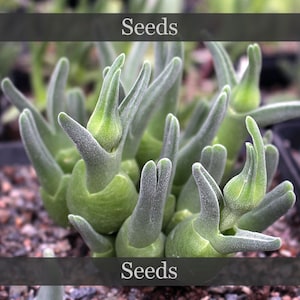 May include: Close-up of a cluster of green succulent plants with long, thin, pointed leaves. The plants have a fuzzy texture and are growing in a pot. The text "Seeds" is displayed at the top and bottom of the image.
