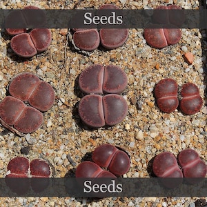 Op de afbeelding: Close-up van verschillende roodbruine Lithops-zaden, ook wel levende stenen genoemd, op een bedje van kleine kiezels. De zaden hebben een gespleten uiterlijk, met een lichtere kleur in het midden. Het woord "Seeds" wordt in witte tekst op een donkere banner weergegeven.