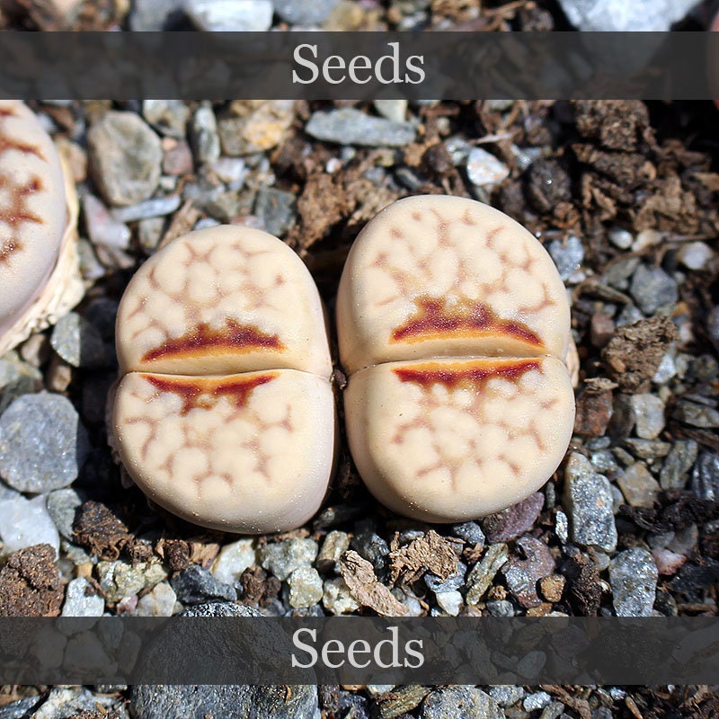 Lithops lips - Etsy 日本