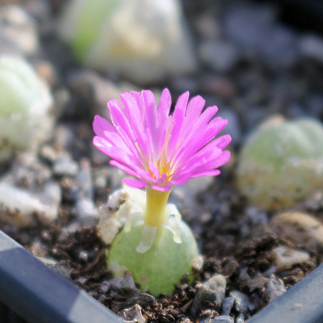 Pflanze Conophytum subterraneum Etsy.de