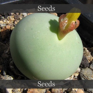 Puede incluir: Primer plano de una suculenta redonda y verde con un capullo de flor amarillo y rojo que emerge de la parte superior. La suculenta está sentada sobre un lecho de pequeñas piedras. El texto "Seeds" aparece dos veces en la imagen.