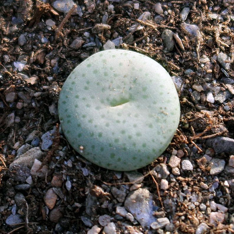 Plant: Conophytum jucundum ruschii image 1