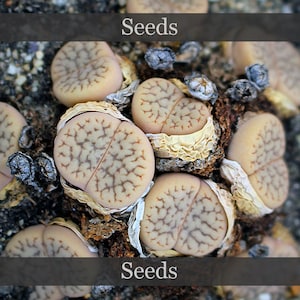 May include: Close-up of a group of small, light brown, heart-shaped seeds with intricate brown markings. The seeds are arranged in a cluster on a dark brown, textured surface. The word "Seeds" is written in white text on a dark grey background above the seeds.