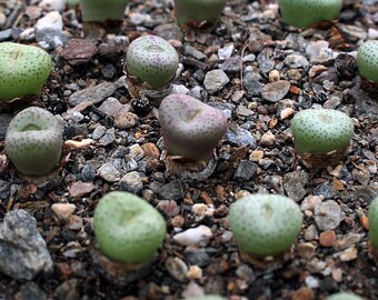 植物-1- コノフィツム・ヤングイ - Etsy 日本