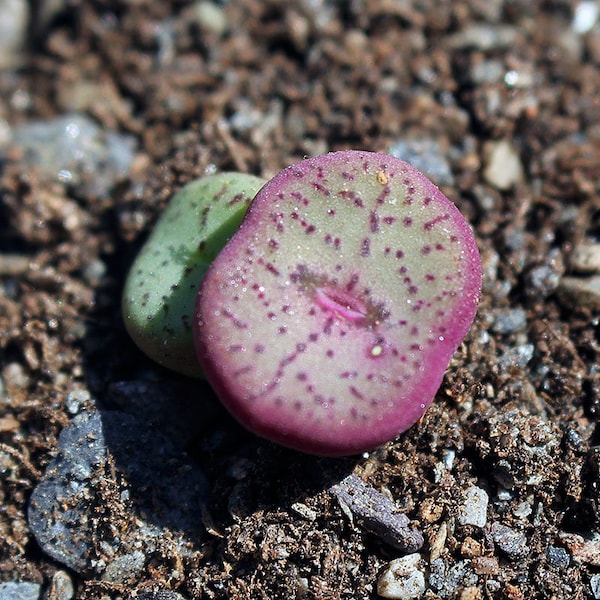 Plant: Conophytum obcordellum 'giftbergense' LAV 25642