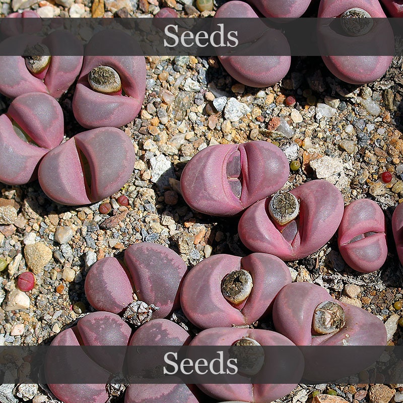 Lithops Optica Rubra (en Madrid) | Página 3