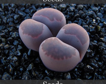 Lithops cv 'Bacchus' ( 'Violetta di Sato' ) - semi