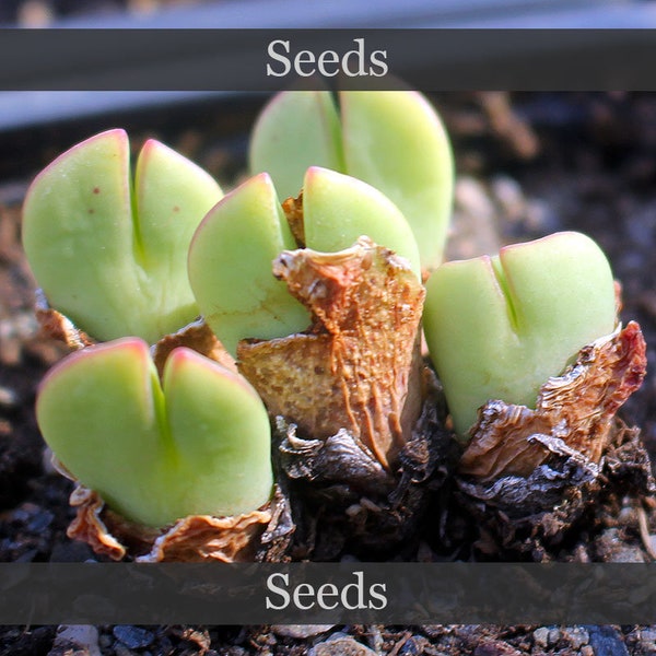 Conophytum bilobum 'elishae' [Khuriesberg] - seeds