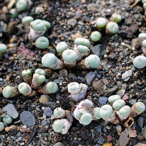 Plant:Conophytum jucundum marlothii