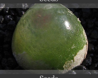 Conophytum burgeri SH409 - zaden