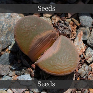 Lithops divergens SH1323 - seeds