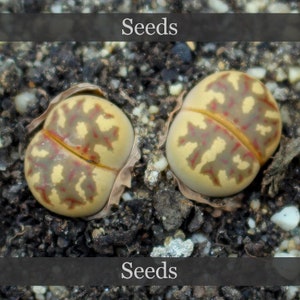 May include: Two brown and yellow seeds with red markings. The seeds are on a bed of dark brown soil with small white pebbles.