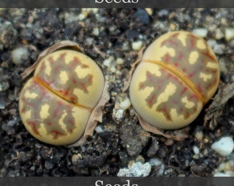 Lithops dorotheae C300 - seeds