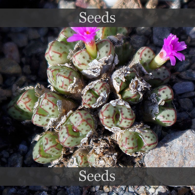 Conophytum pageae - Etsy 日本
