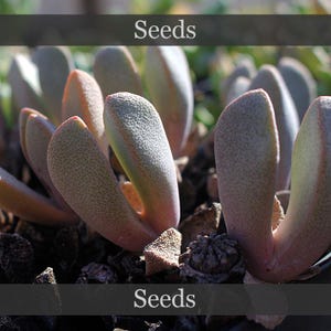 Pleiospilos kompaktus - Samen