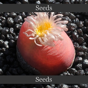 May include: A close-up of a pink, fleshy flower bud with a white flower on top. The flower bud is surrounded by small, black pebbles.
