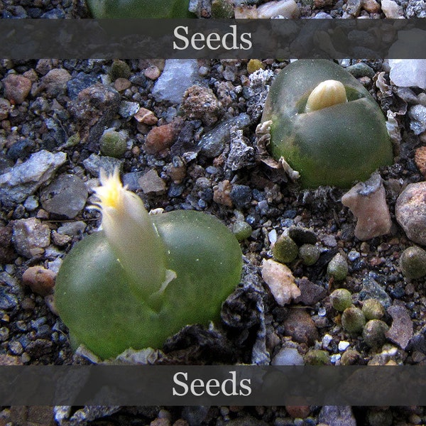 Conophytum acutum - seeds