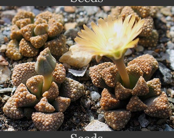 Titanopsis primosii [Stofvlei] - seeds