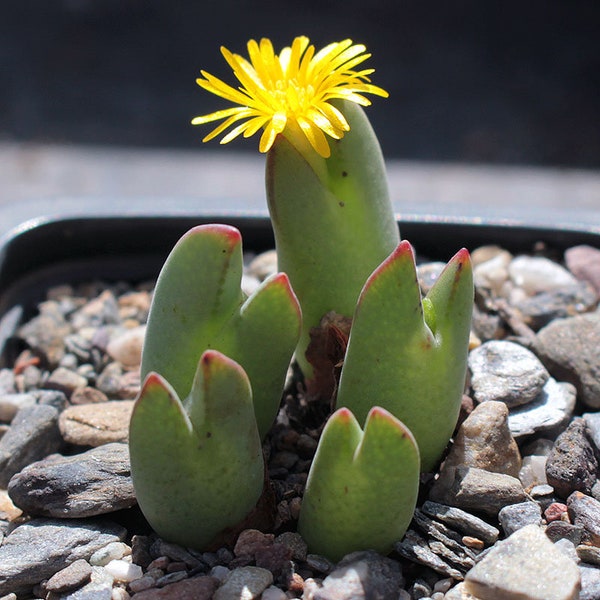 Plant: Conophytum bilobum 'elishae' [N Concordia]