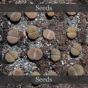 May include: Close-up of brown and tan seeds on a bed of dark brown soil and small grey rocks. The text "Seeds" appears twice at the top and bottom of the image.
