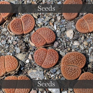 May include: Close-up of brown, heart-shaped seeds with a textured surface. The seeds are scattered on a bed of small, grey rocks.