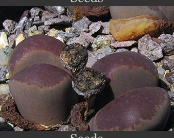 Lithops comptonii C125 - seeds