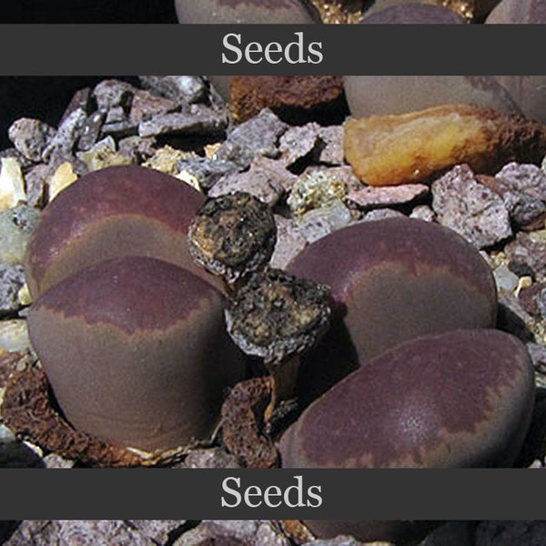 Lithops comptonii C125 - seeds